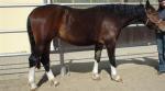 Biete Warmblut
