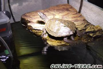 Biete Wasserschildkröten - Höckerschildkröten