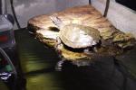 Biete Wasserschildkrten - Hckerschildkrten