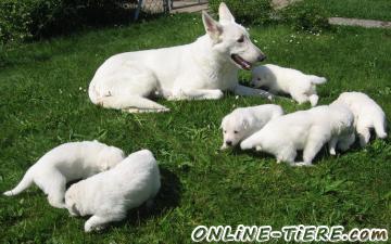 Biete Weisse Schweizer Sch&auml;ferhunde