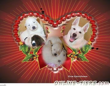 Biete Weisser Schweizer Sch&auml;ferhund