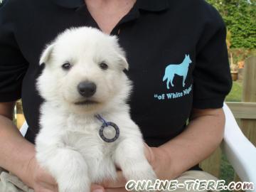 Biete Weisser Sch&auml;ferhund