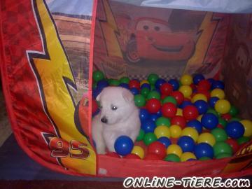 Biete Weisser Sch&auml;ferhund