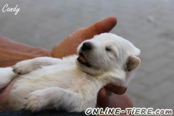 Biete Wei&szlig;e Sch&auml;ferhunde