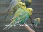 Biete Wellensittich, Rainbow Wellensittich