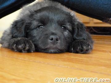 Biete Welpe, Berger des Pyr&eacute;n&eacute;es, reinrassig, Kurzhaar