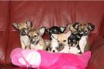 Biete Welpen/Chihuahua