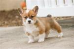 Biete Welsh Pembroke Corg