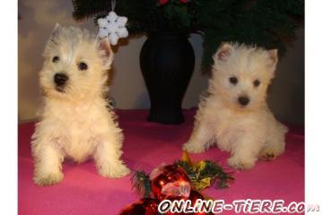 Biete West Highland Terrier