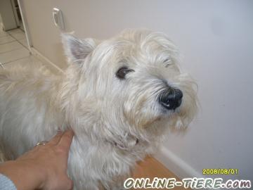 Biete West-Highland-Terrier