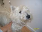Biete West-Highland-Terrier