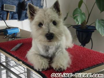 Biete West Highland White Terrier