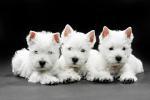 Biete West Highland White Terrier