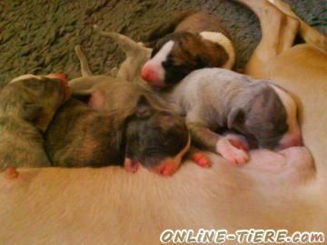 Biete Whippet