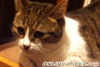 Biete Wundersch&ouml;ne Hauskatze