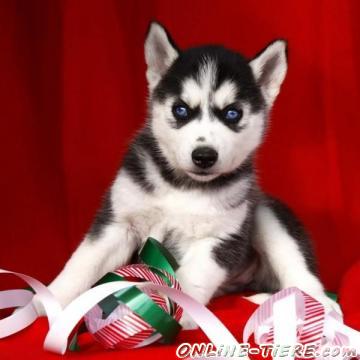 Biete Wundersch&ouml;ne Siberian Husky Welpen