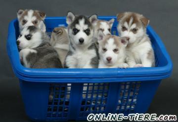 Biete Wundersch&ouml;ne Siberian Husky Welpen