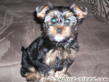 Biete Yokshire Terrier