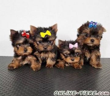 Biete Yorkie