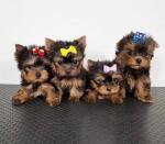 Biete Yorkie