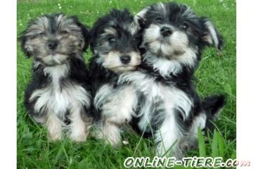 Biete Yorkshire Terrier welpen