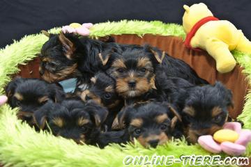 Biete Yorkshire Terrier