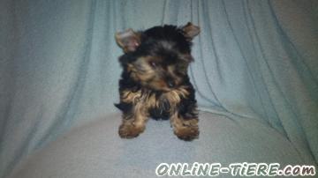 Biete Yorkshire Terrier