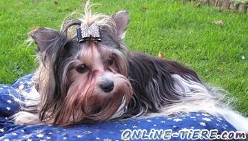 Biete Yorkshire Terrier