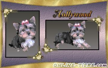Biete Yorkshire Terrier