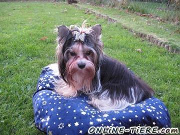 Biete Yorkshire Terrier
