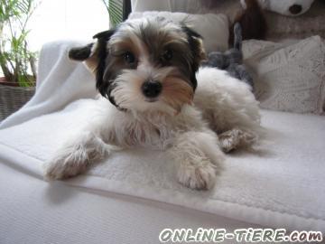 Biete Yorkshire Terrier