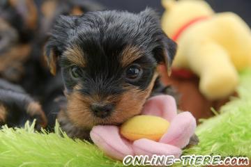 Biete Yorkshire Terrier