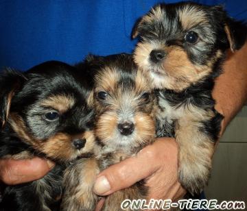 Biete Yorkshire-Terrier