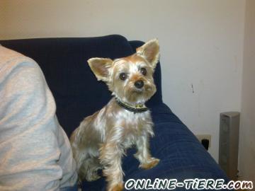 Biete Yorkshire Terrier