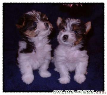 Biete Yorkshire Terrier