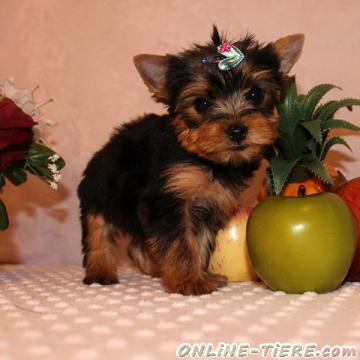 Biete Yorkshire Terrier