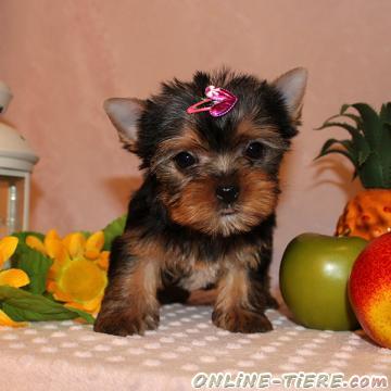 Biete Yorkshire Terrier