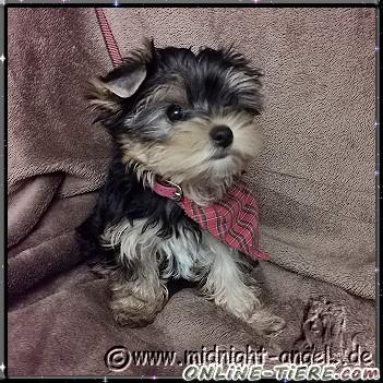 Biete Yorkshire Terrier