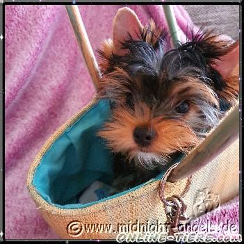 Biete Yorkshire Terrier