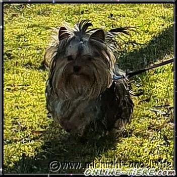 Biete Yorkshire Terrier