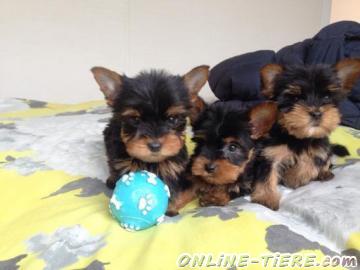 Biete Yorkshire Terrier