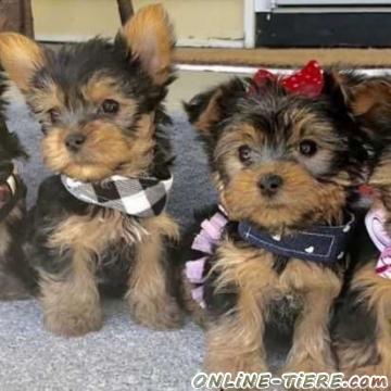 Biete Yorkshire Terrier