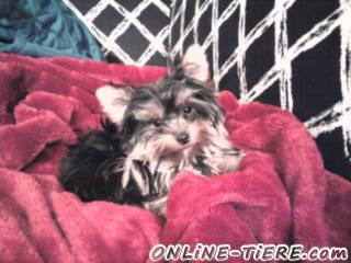 Biete Yorkshire Terrier