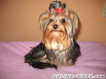 Biete Yorkshire Terrier