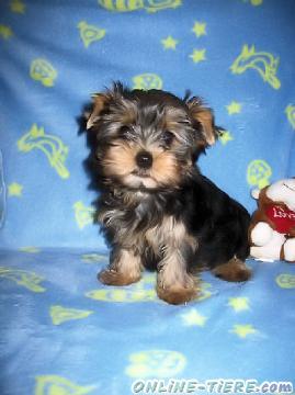 Biete Yorkshire Terrier