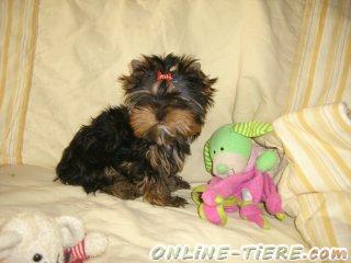 Biete Yorkshire Terrier