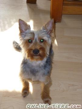 Biete Yorkshire Terrier