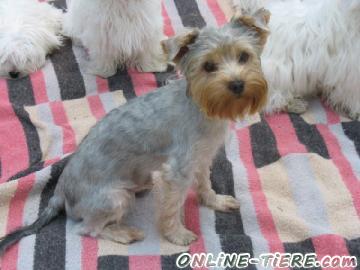 Biete Yorkshire Terrier