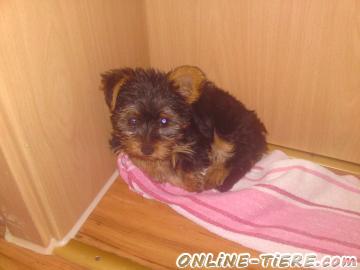 Biete Yorkshire Terrier