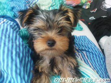 Biete Yorkshire Terrier